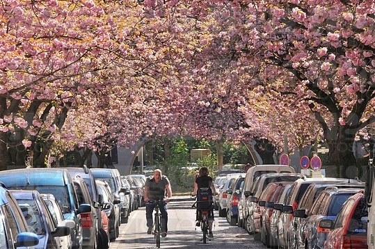RDC-357997 - © - Arco / Schoening